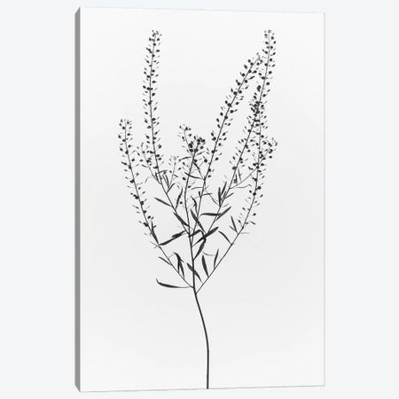 Dried Plant Canvas Print #MIZ40} by Magda Izzard Canvas Artwork