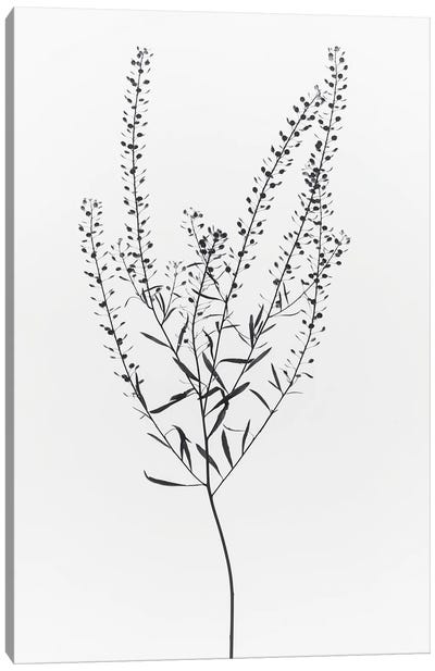 Dried Plant Canvas Art Print - Magda Izzard