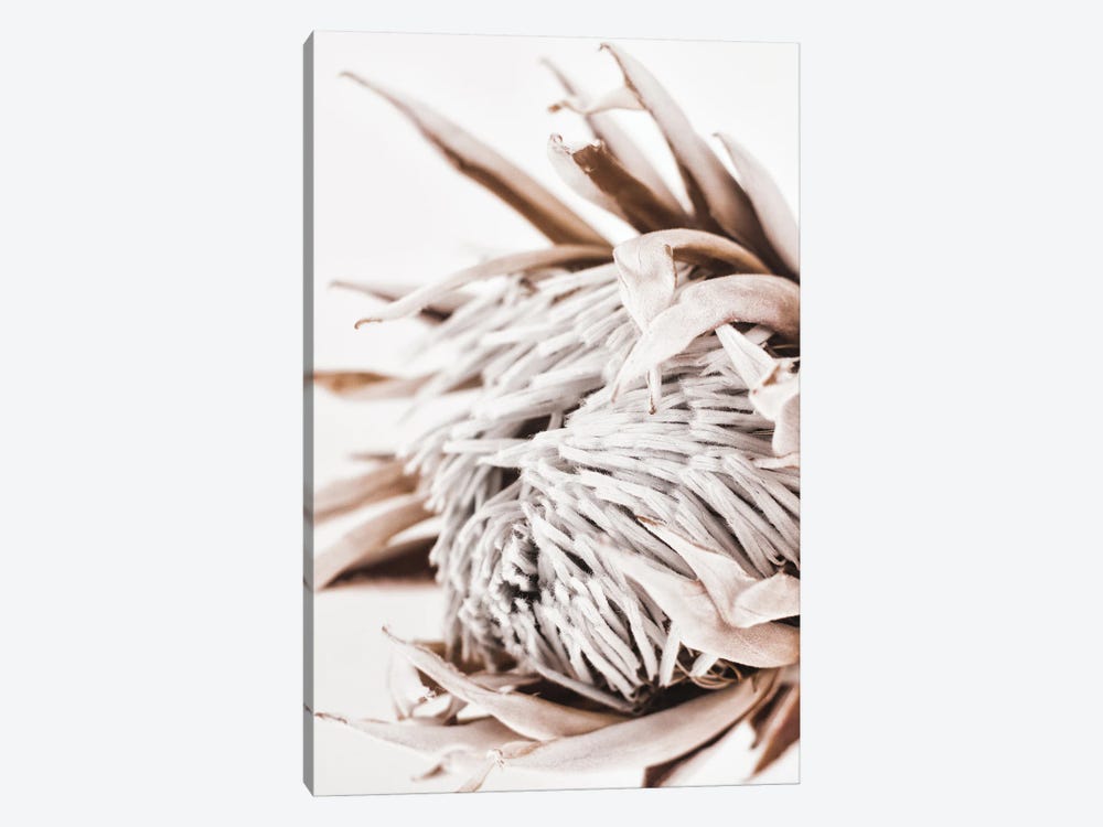 Dried Protea by Magda Izzard 1-piece Canvas Art