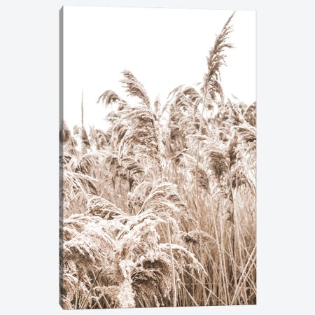 Golden Grass III Canvas Print #MIZ45} by Magda Izzard Canvas Print