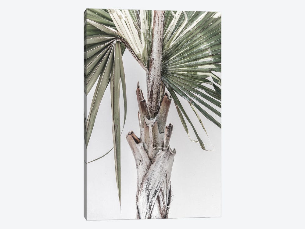 Palm Tree by Magda Izzard 1-piece Canvas Artwork