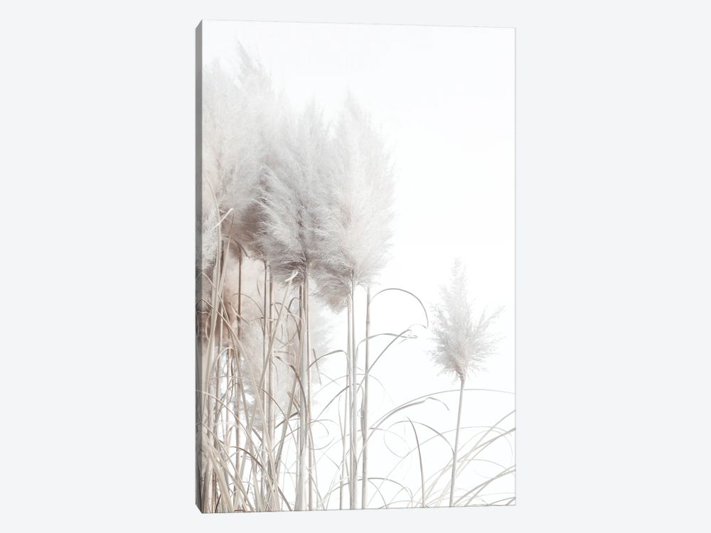 Pampas Grass II Canvas Art by Magda Izzard | iCanvas