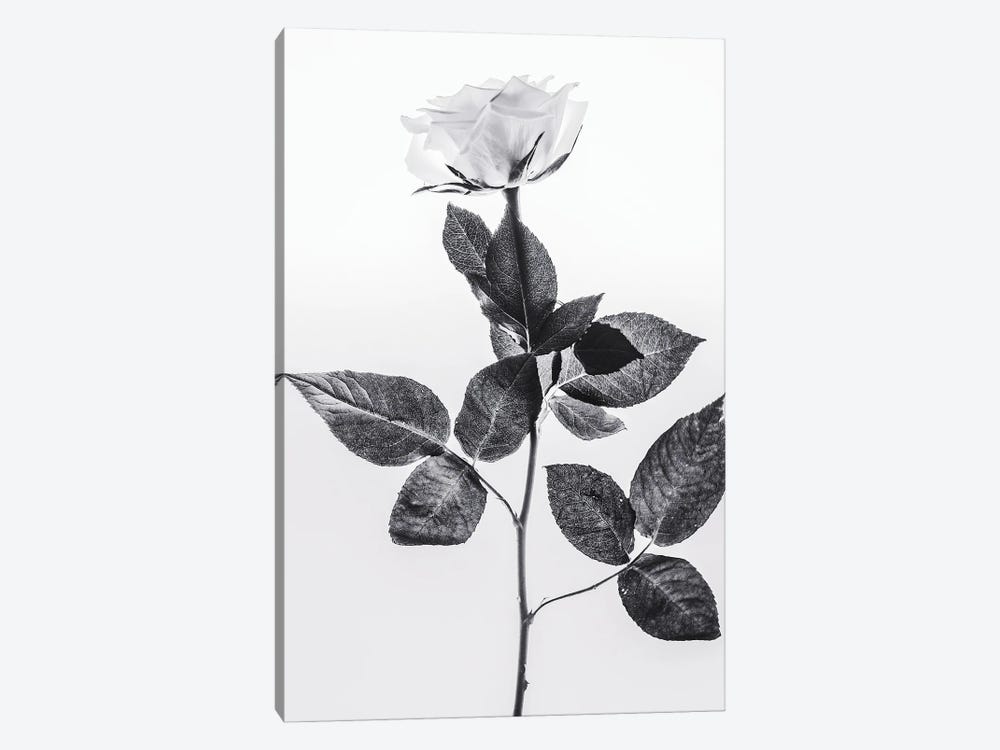 Rose by Magda Izzard 1-piece Canvas Print