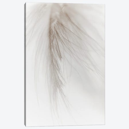 White Feather I Canvas Print #MIZ90} by Magda Izzard Canvas Print