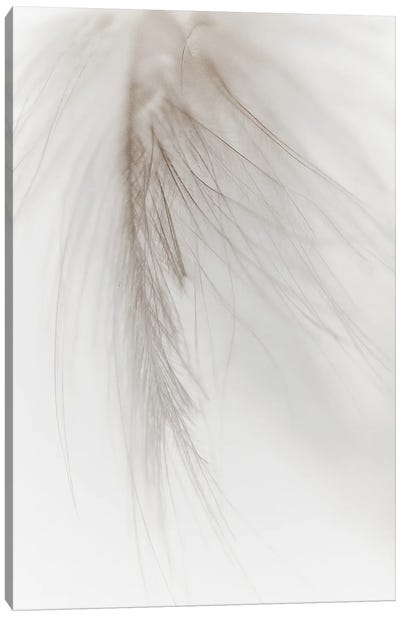 White Feather I Canvas Art Print - Magda Izzard