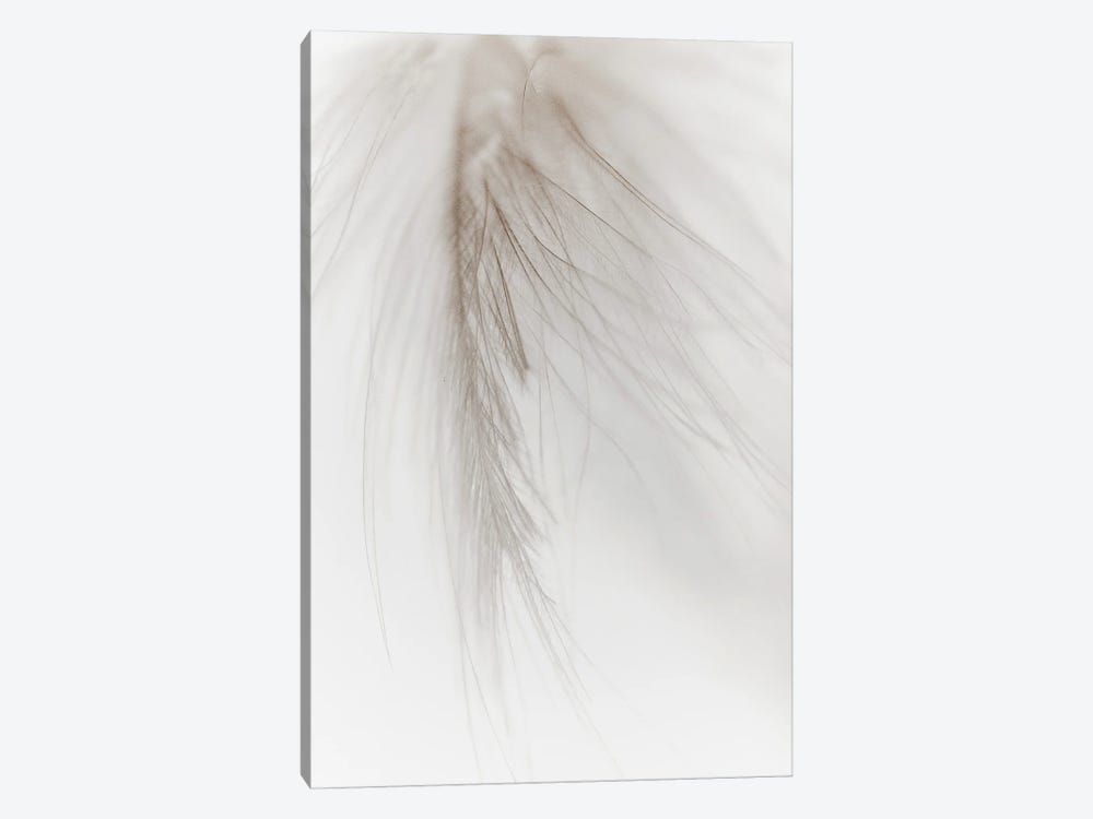 White Feather I by Magda Izzard 1-piece Canvas Wall Art