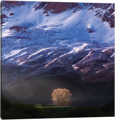 Golden Light And The Tree Alone Canvas Art Print