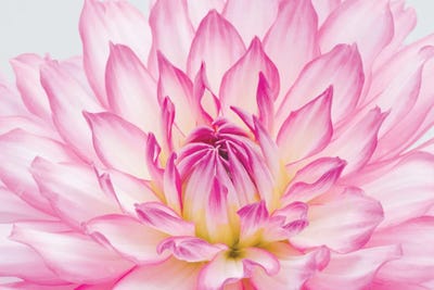 Dahlia by Alan Majchrowicz canvas print