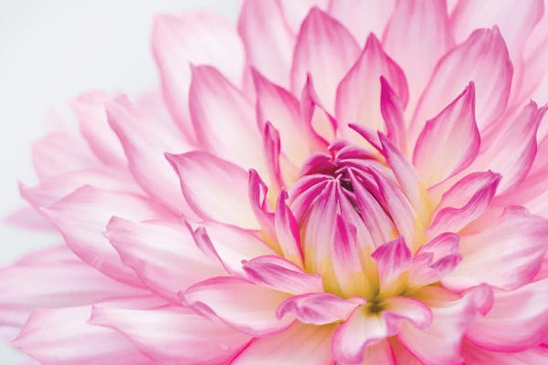 Floral Close-Ups: Dahlia by Alan Majchrowicz