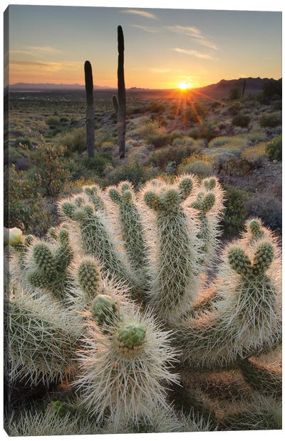 USA, Arizona. Teddy Bear Cholla cactus illuminated by the setting sun, Superstition Mountains. Canvas Art Print - Cactus Art