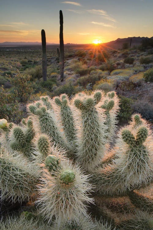 USA, Arizona. Teddy Bear Cholla cactus illuminated by the setting sun, Superstition Mountains.