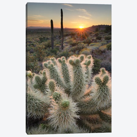 USA, Arizona. Teddy Bear Cholla cactus illuminated by the setting sun, Superstition Mountains. Canvas Print #MJC105} by Alan Majchrowicz Canvas Art