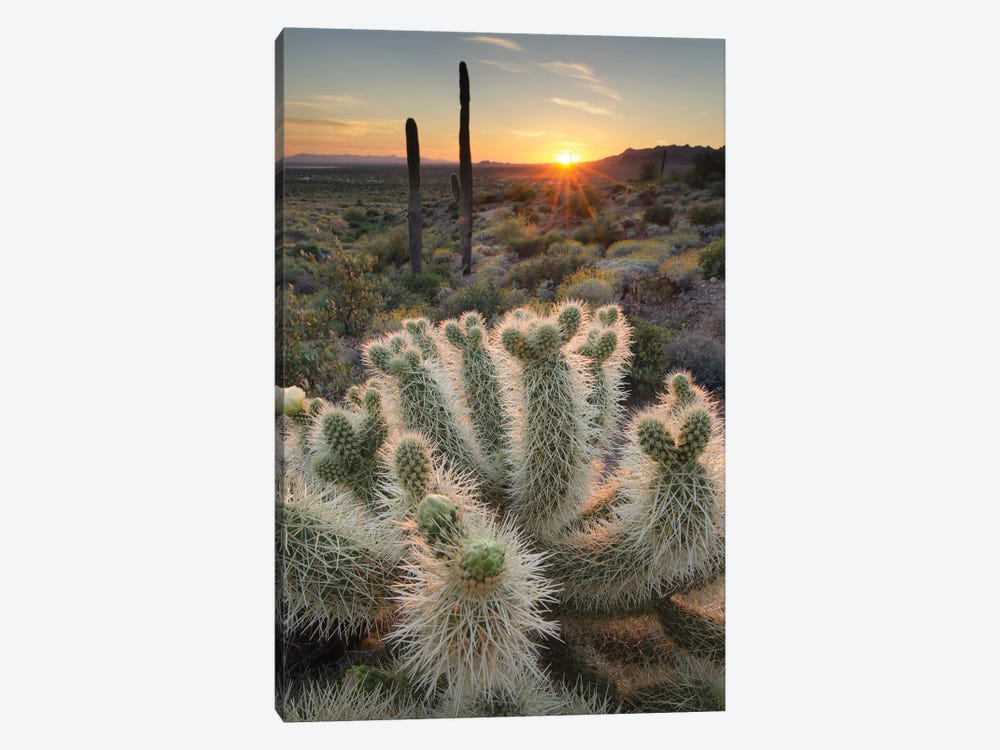 USA, Arizona. Teddy Bear Cholla cactus illuminated by the setting sun, Superstition Mountains. by Alan Majchrowicz 1-piece Canvas Art Print