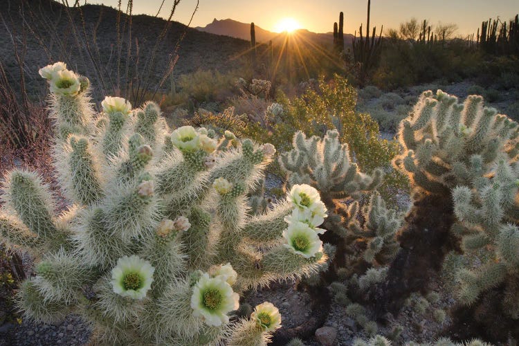 USA, Arizona. Teddy Bear Cholla cactus glowing in the rays of the setting sun, Organ Pipe Cactus National Monument.