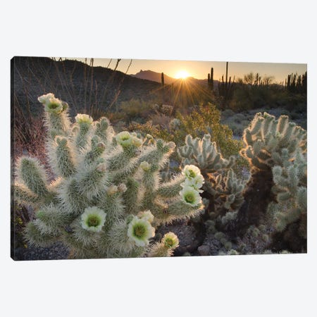 USA, Arizona. Teddy Bear Cholla cactus glowing in the rays of the setting sun, Organ Pipe Cactus National Monument. Canvas Print #MJC106} by Alan Majchrowicz Canvas Art