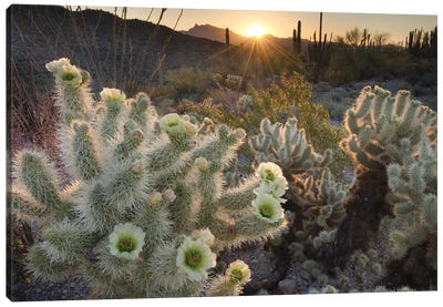 USA, Arizona. Teddy Bear Cholla cactus glowing in the rays of the setting sun, Organ Pipe Cactus National Monument. Canvas Art Print - Alan Majchrowicz
