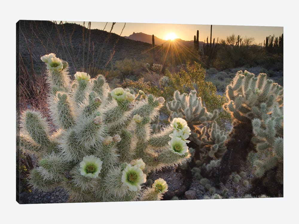 USA, Arizona. Teddy Bear Cholla cactus glowing in the rays of the setting sun, Organ Pipe Cactus National Monument. by Alan Majchrowicz 1-piece Canvas Art
