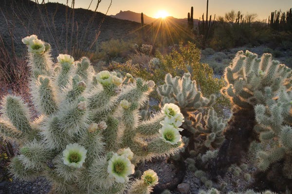 Cacti: USA, Arizona. Teddy Bear Cholla cactus glowing in the rays of the setting sun, Organ Pipe Cactus National Monument. by Alan Majchrowicz