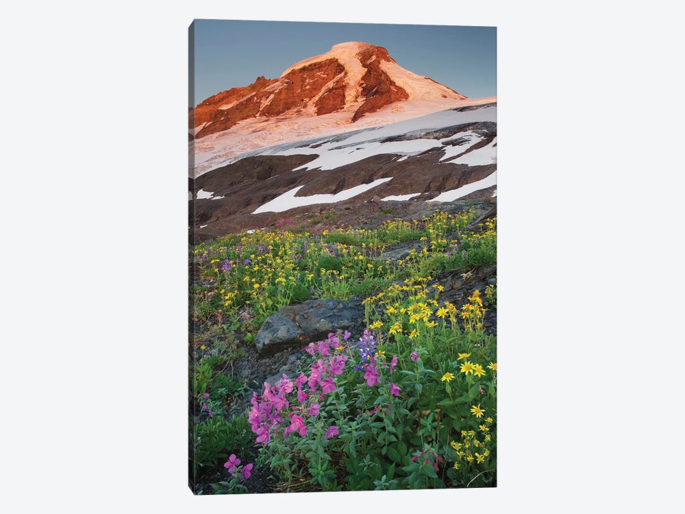 USA, Washington State. Mount Baker, seen from meadows of Heliotrope Ridge, Mount Baker Wilderness. by Alan Majchrowicz 1-piece Canvas Artwork