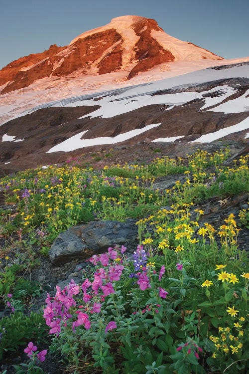 USA, Washington State. Mount Baker, seen from meadows of Heliotrope Ridge, Mount Baker Wilderness.