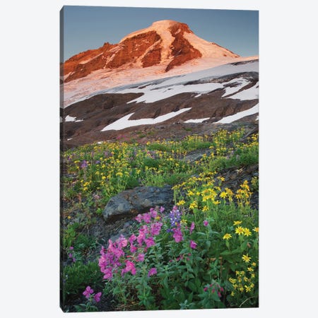 USA, Washington State. Mount Baker, seen from meadows of Heliotrope Ridge, Mount Baker Wilderness. Canvas Print #MJC108} by Alan Majchrowicz Canvas Print