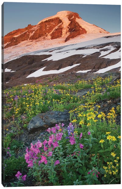 USA, Washington State. Mount Baker, seen from meadows of Heliotrope Ridge, Mount Baker Wilderness. Canvas Art Print - Alan Majchrowicz