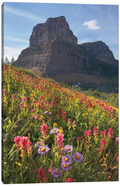Boulder Pass Wildflowers Canvas Art Print - Montana