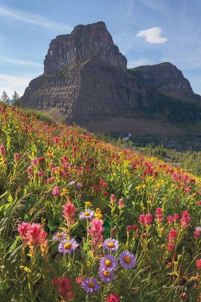 Wildflowers: Boulder Pass Wildflowers by Alan Majchrowicz