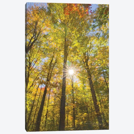 Autumn Foliage Sunburst III Canvas Print #MJC26} by Alan Majchrowicz Canvas Art