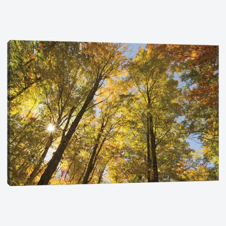 Autumn Foliage Sunburst IV Canvas Print #MJC27} by Alan Majchrowicz Canvas Artwork