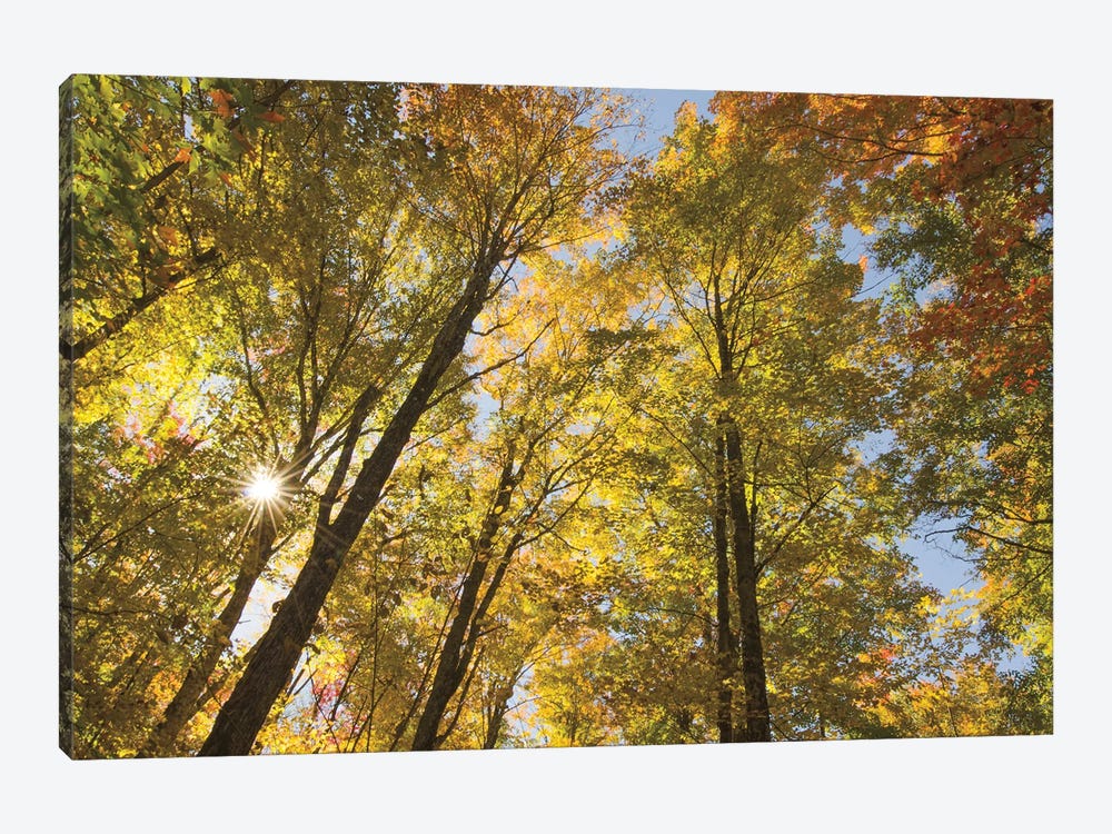 Autumn Foliage Sunburst IV by Alan Majchrowicz 1-piece Canvas Print