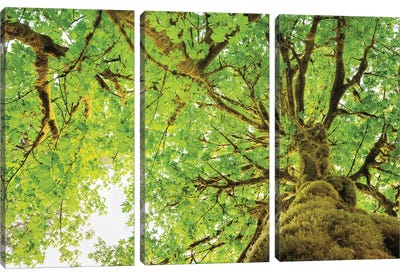 Big Leaf Maple Trees II Canvas Art Print - Maple Tree Art
