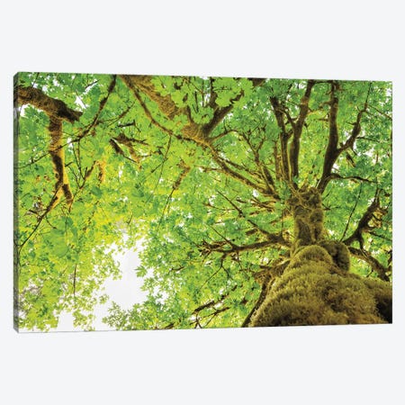 Big Leaf Maple Trees II Canvas Print #MJC30} by Alan Majchrowicz Canvas Artwork
