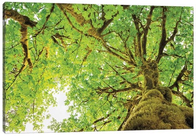 Big Leaf Maple Trees II Canvas Art Print - Maple Tree Art