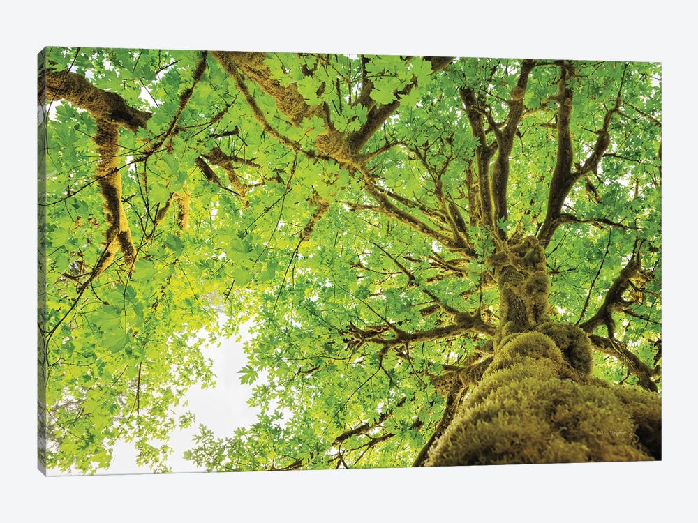 Big Leaf Maple Trees II by Alan Majchrowicz 1-piece Canvas Art Print