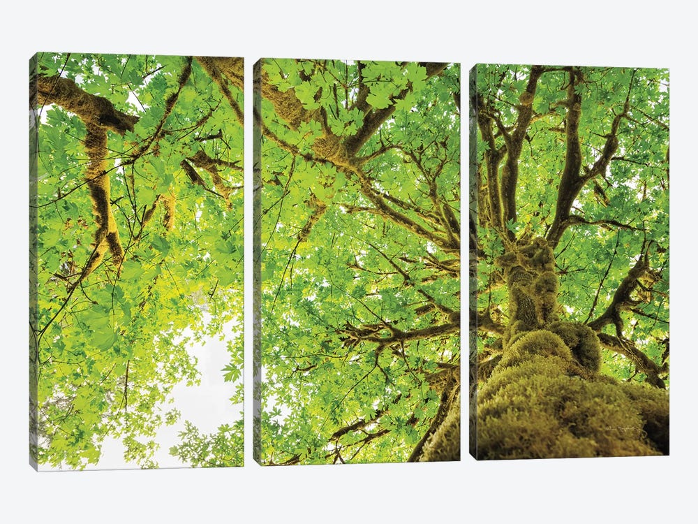Big Leaf Maple Trees II by Alan Majchrowicz 3-piece Art Print