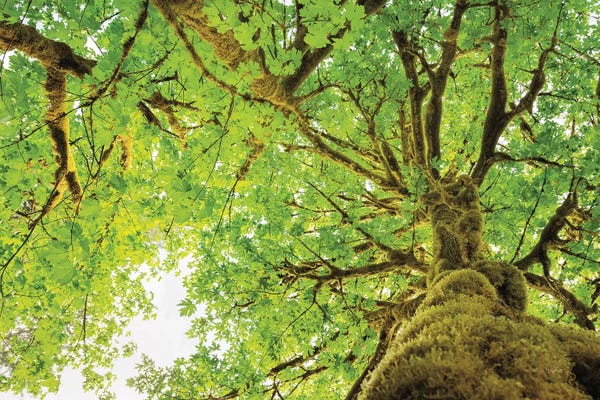 Maple Trees: Big Leaf Maple Trees II by Alan Majchrowicz