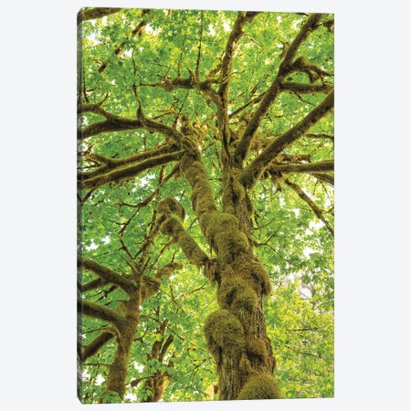 Big Leaf Maple Trees IV Canvas Print #MJC32} by Alan Majchrowicz Canvas Wall Art