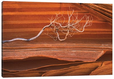 Coyote Buttes III Canvas Art Print