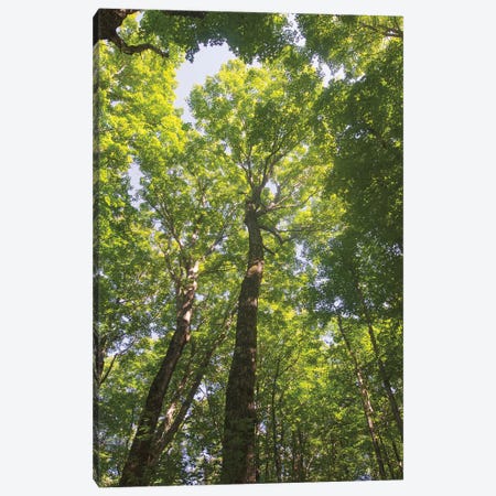 Hardwood Forest Canopy I Canvas Print #MJC44} by Alan Majchrowicz Canvas Art