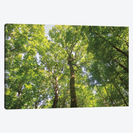 Hardwood Forest Canopy III Canvas Print #MJC46} by Alan Majchrowicz Canvas Art