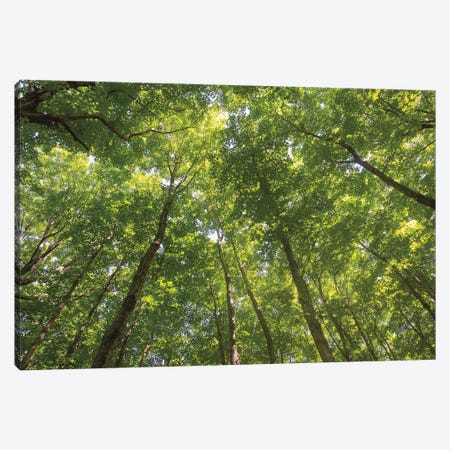 Hardwood Forest Canopy IV Canvas Print #MJC47} by Alan Majchrowicz Canvas Artwork