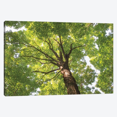 Hardwood Forest Canopy V Canvas Print #MJC48} by Alan Majchrowicz Canvas Print