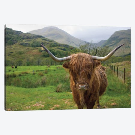Scottish Highland Cattle III Canvas Print #MJC49} by Alan Majchrowicz Canvas Art Print