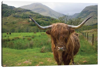 Scottish Highland Cattle III Canvas Art Print - Cow Art