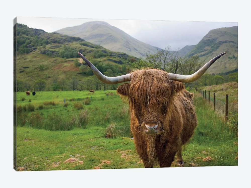 Scottish Highland Cattle III by Alan Majchrowicz 1-piece Canvas Print