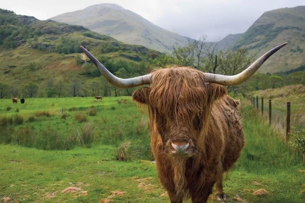 Farm Animals: Scottish Highland Cattle III by Alan Majchrowicz