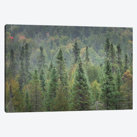 Superior National Forest I Canvas Print #MJC50} by Alan Majchrowicz Canvas Art