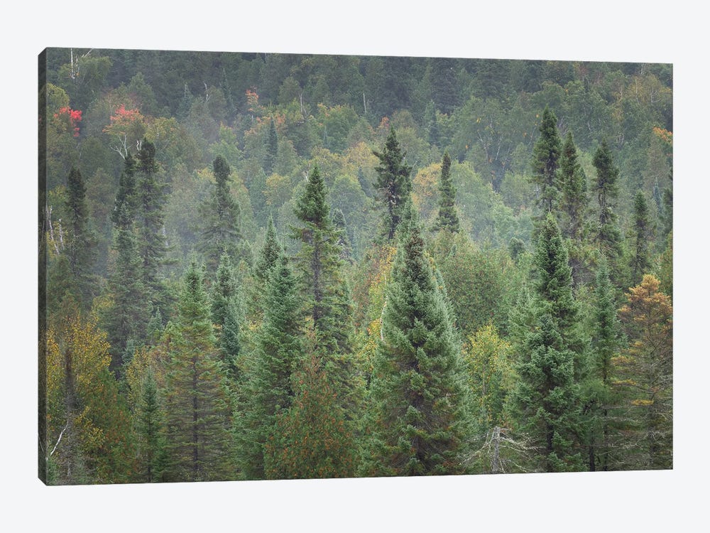 Superior National Forest I by Alan Majchrowicz 1-piece Art Print