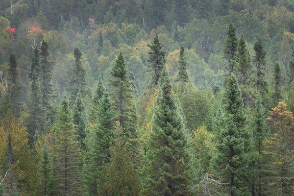 Alan Majchrowicz: Superior National Forest I by Alan Majchrowicz